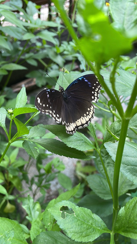 Great Eggfly