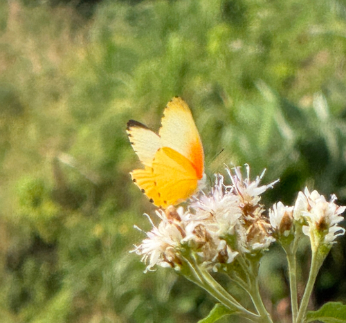 Eastern Dotted Border