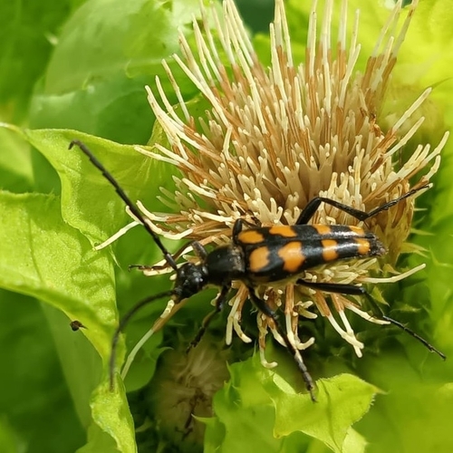 four-banded longhorn beetle