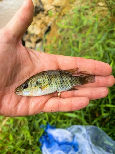 Banded Jewelfish