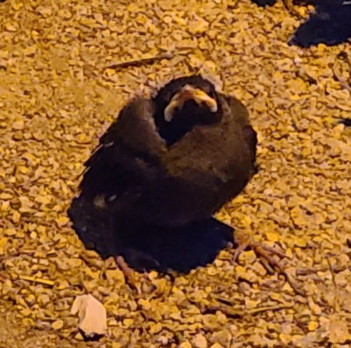 Crested Myna