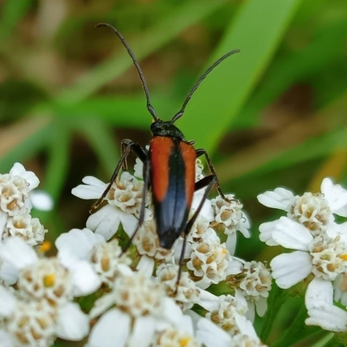 Black-striped Longhorn Beetle