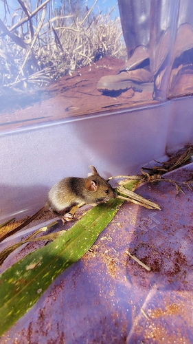 Hairy-tailed Akodont