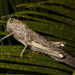 Egyptian Locust - Photo (c) Konstantinos Kalaentzis, all rights reserved