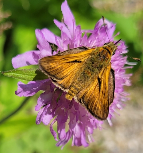 Large Skipper