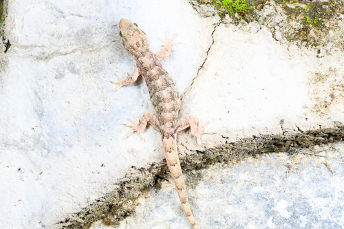 Oriental House Gecko