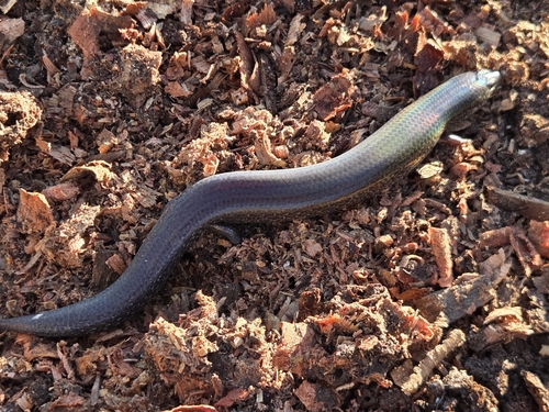 Sundevall's Writhing Skink