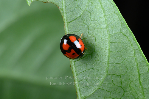 Six-spotted Zigzag Ladybird
