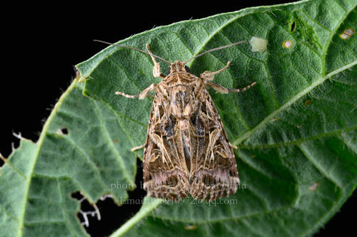 Oriental leafworm moth