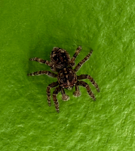 Downy jumping spider