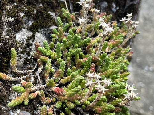 Наблюдение на iNaturalist