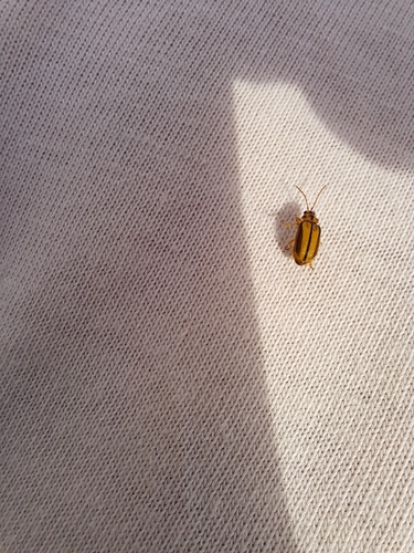 Elm Leaf Beetle