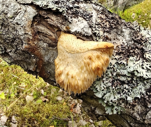 Tiered tooth fungus
