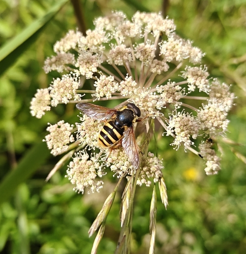 Yellow-barred Peat Hover Fly