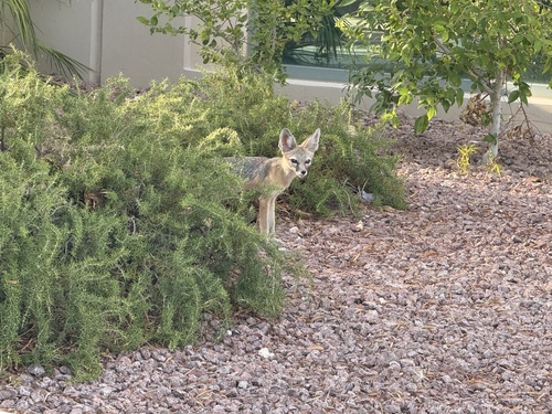 Kit Fox