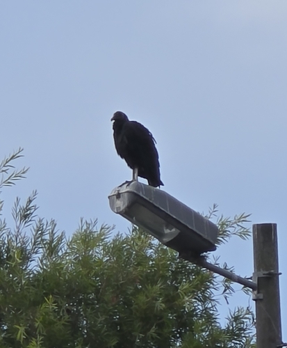Black Vulture