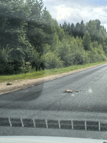 Red Fox