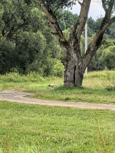 European White Stork