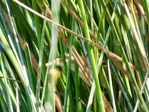 iNaturalist observation photo of Least Bittern