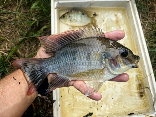 Blackchin Tilapia