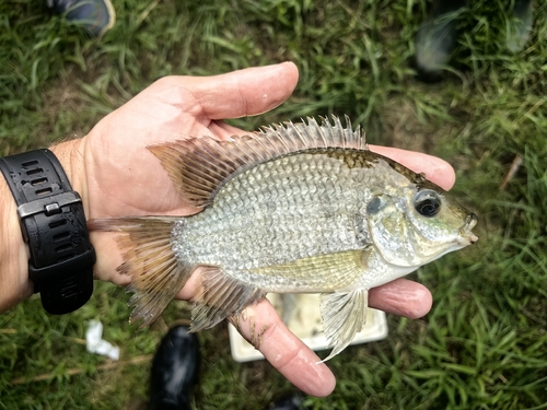 Mango Tilapia
