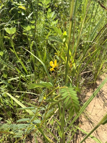 partridge pea