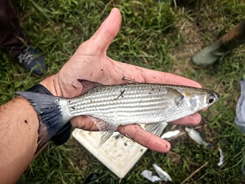 Largescaled Mullet