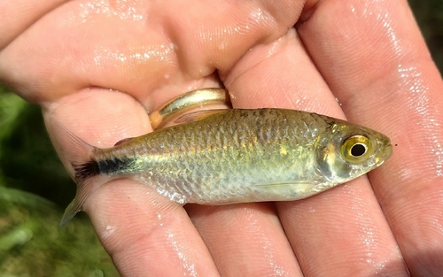 Long-fin Tetra
