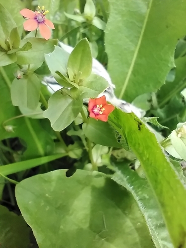 scarlet pimpernel
