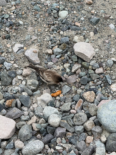 Black-headed Mountain-Finch