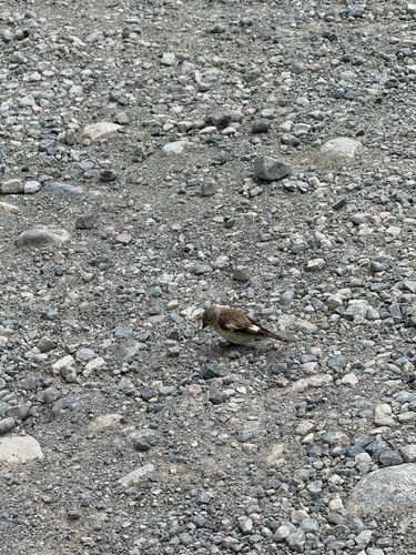 Black-winged Snowfinch