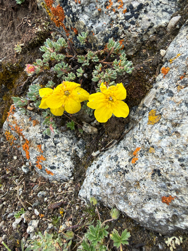Dasiphora dryadanthoides
