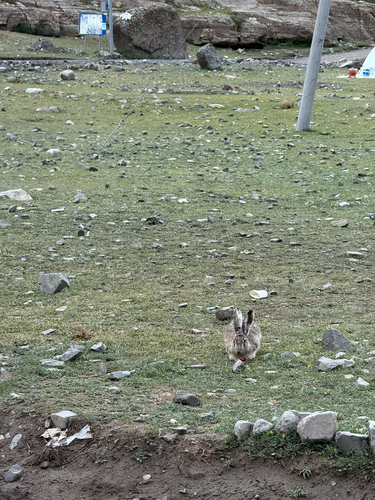 Woolly Hare