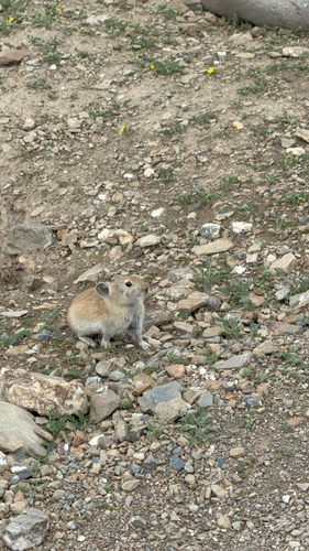 Black-lipped Pika