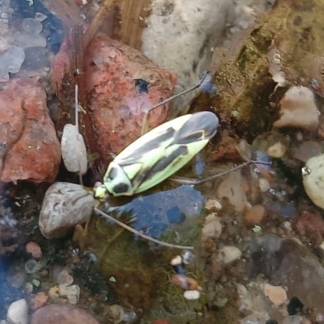 Two-spotted Grass Bug