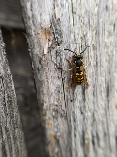 German Yellowjacket