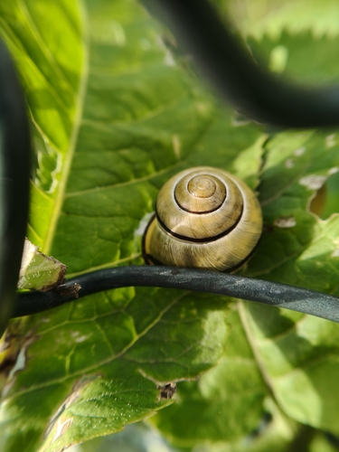 Brown-lipped Snail