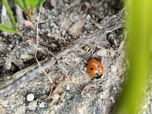Seven-spotted Lady Beetle