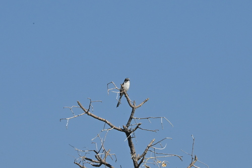 Southern Fiscal