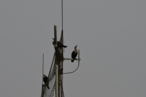 White-breasted Cormorant
