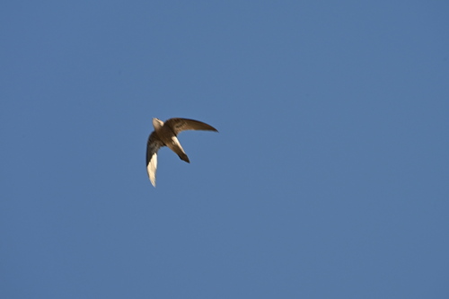 Bradfield's Swift