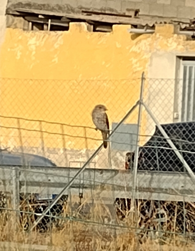 Spotted Flycatcher