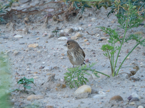 Eurasian Linnet