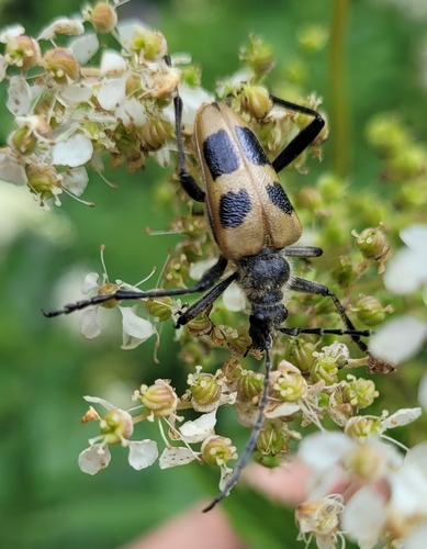 Pachyta quadrimaculata