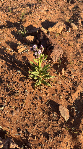 gypsum phacelia