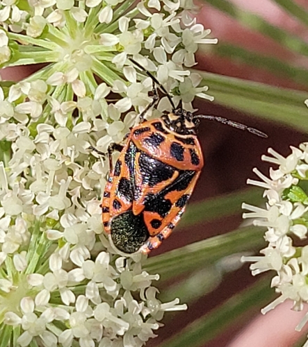 cruciferous bug