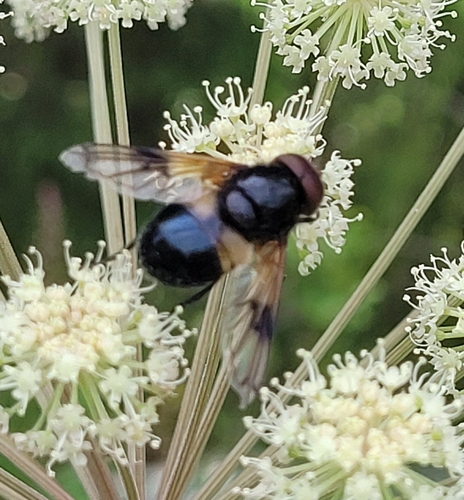 Pellucid Hover Fly