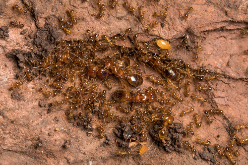 Pheidole koshewnikoviPheidole koshewnikovi
