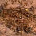 Koshewnikov's Big-headed Ant - Photo (c) Konstantinos Kalaentzis, all rights reserved, uploaded by Konstantinos Kalaentzis