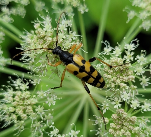 Spotted Longhorn Beetle